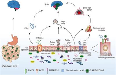 The Role of the Gastrointestinal System in Neuroinvasion by SARS-CoV-2